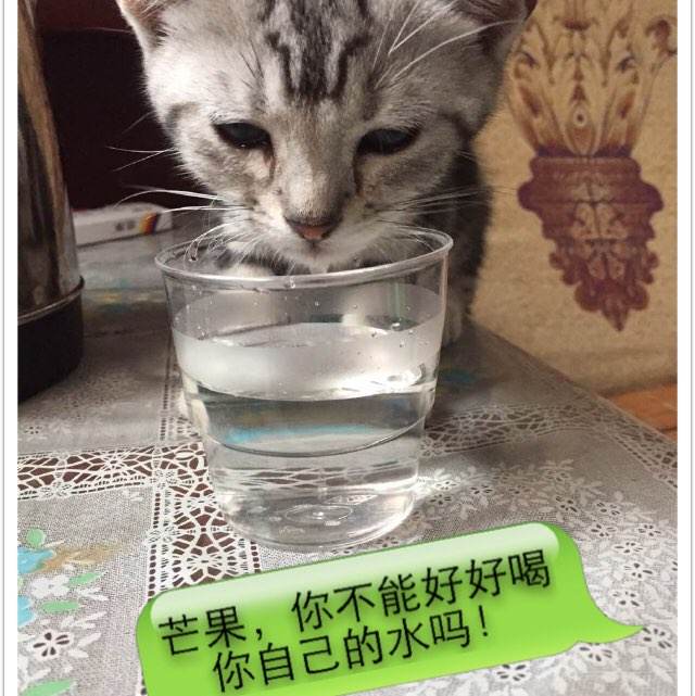 College of Art Advertising国际商务文凭证书